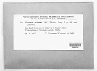 Phaeomarasmius erinaceus image